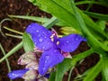 Macro shot of the Inchplant, spiderwort and dayflower Tradescantia Ãâ andersoniana `Caerulea plena` flowering with double blue